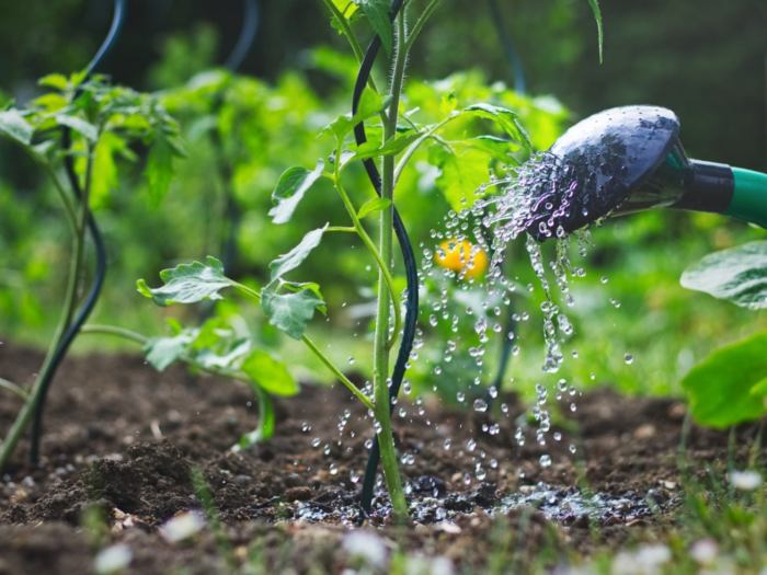 Can you use salt water on plants