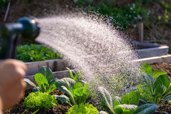 Can you water plants during day