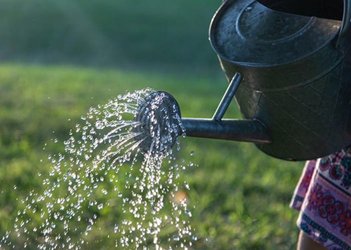 Can you use chlorinated water on plants