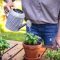 Can You Water Outdoor Plants With Softened Water?