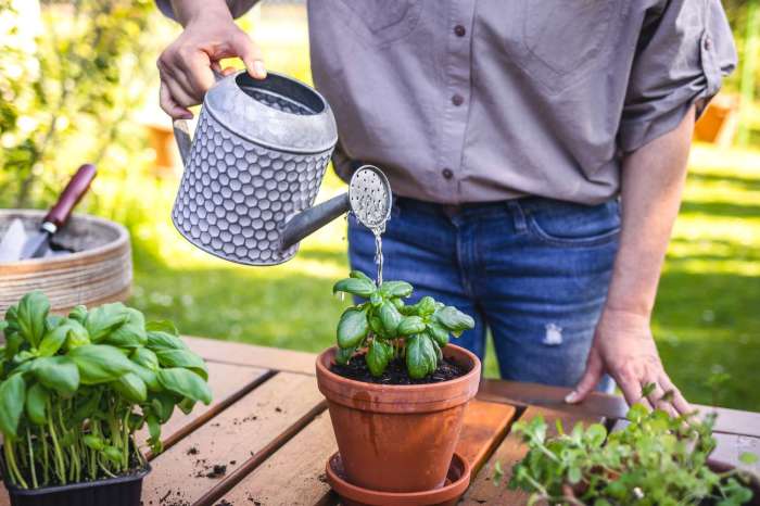 Can you water outdoor plants with softened water