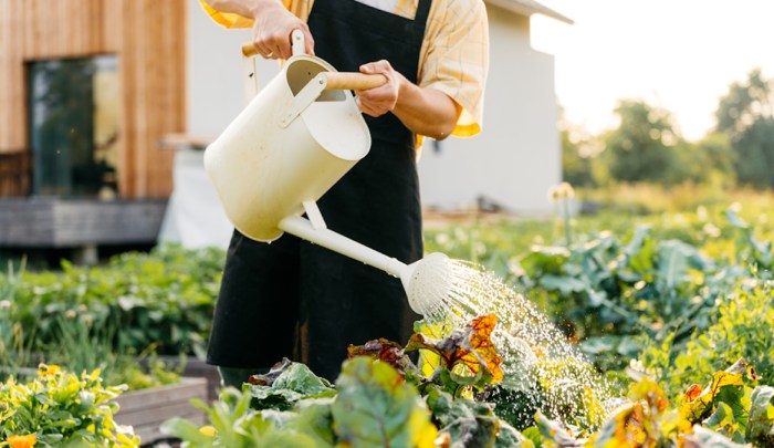 Can you water plants midday