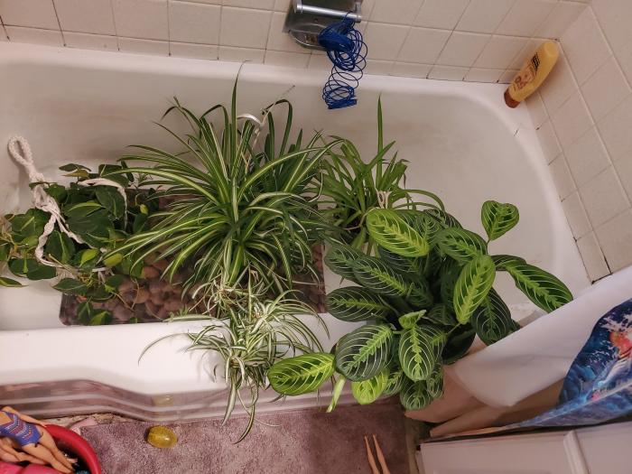 Can you use pool water for plants